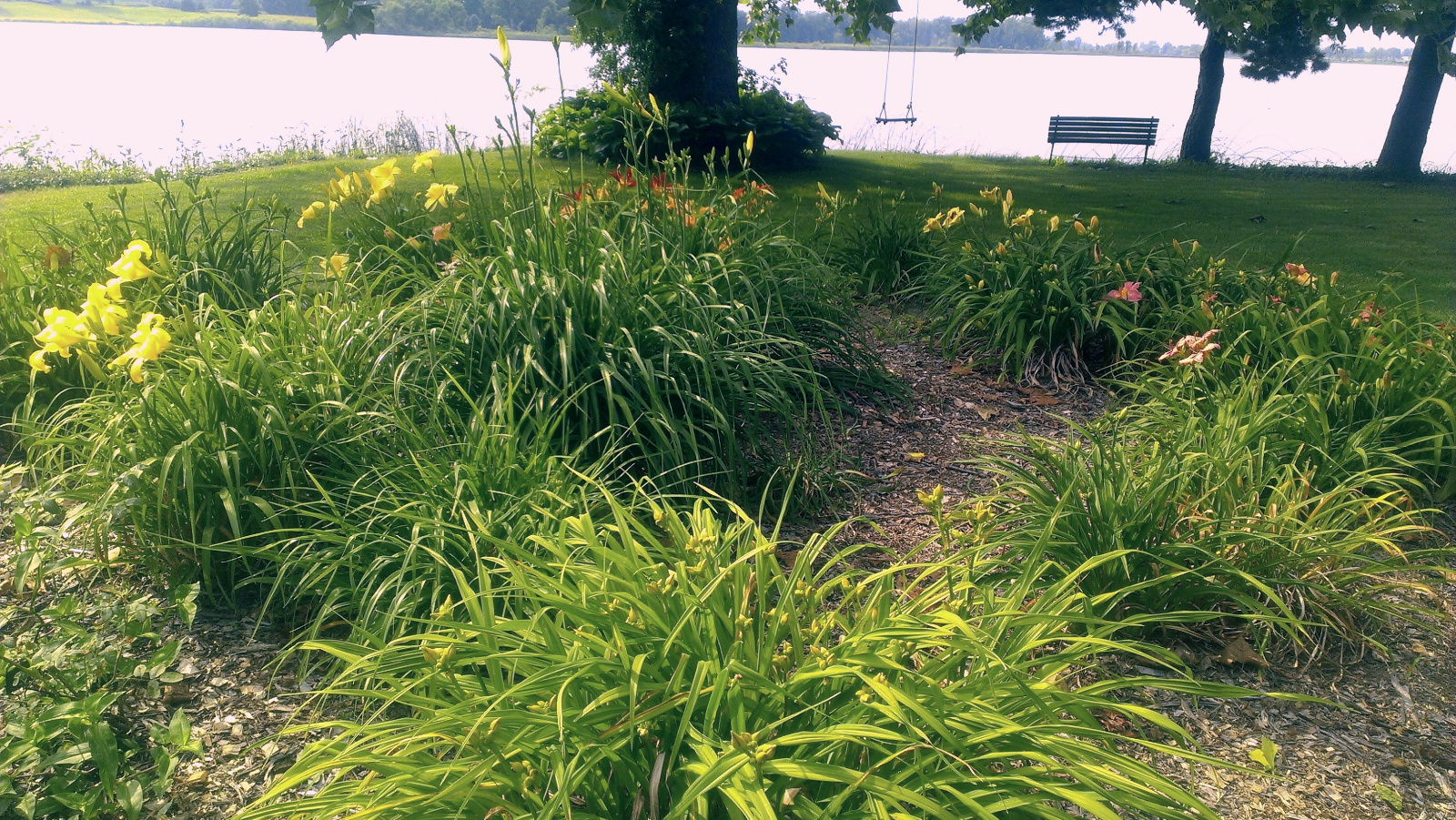 Daylily flowerbed